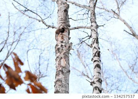 A male Siberian flying squirrel peeking at a female in a birch tree hollow in a spring park in Hokkaido 134257537