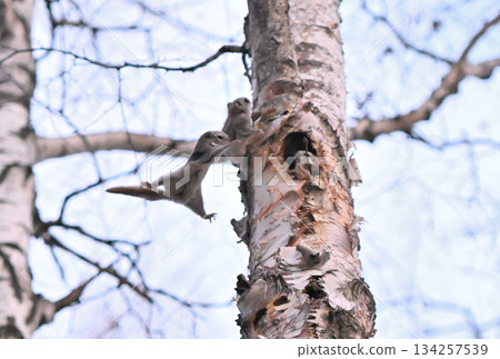 在北海道一處春季公園的樺樹洞裡，一隻雄性西伯利亞飛鼠被一隻雌性飛鼠嚇了一跳。 134257539