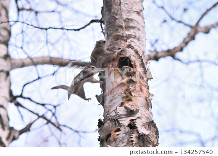 在北海道一處春季公園的樺樹洞裡,一隻雄性西伯利亞飛鼠被一隻雌性飛鼠嚇了一跳。 在北海道一處春季公園的樺樹洞裡,一隻雄性西伯利亞飛鼠被一隻雌性飛鼠嚇了一跳。 134257540