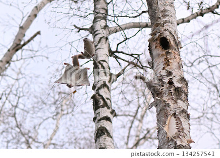 在北海道一處春季公園的樹洞裡,雄性西伯利亞飛鼠為了爭奪雌性而打架。 在北海道一處春季公園的樹洞裡,雄性西伯利亞飛鼠為了爭奪雌性而打架。 134257541