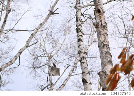 在北海道一處春季公園的樹洞裡，雄性西伯利亞飛鼠為了爭奪雌性而打架。 134257543