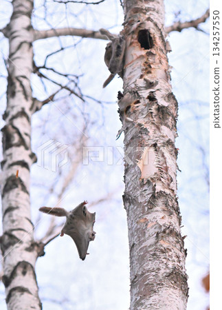 Male Siberian flying squirrels fighting over a female in a tree hole in a spring park in Hokkaido 134257550