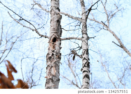 Male Siberian flying squirrels fighting over a female in a tree hole in a spring park in Hokkaido 134257551
