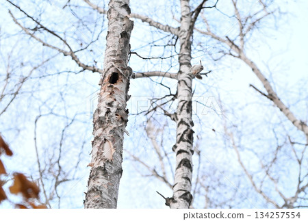 在北海道一處春季公園的樹洞裡，雄性西伯利亞飛鼠為了爭奪雌性而打架。 134257554