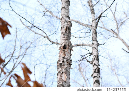 在北海道一處春季公園的樹洞裡，雄性西伯利亞飛鼠為了爭奪雌性而打架。 134257555
