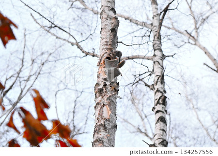 在北海道一處春季公園的樹洞裡，雄性西伯利亞飛鼠為了爭奪雌性而打架。 134257556