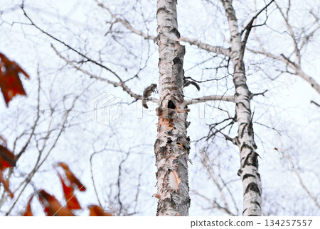 在北海道一處春季公園的樹洞裡，雄性西伯利亞飛鼠為了爭奪雌性而打架。 134257557