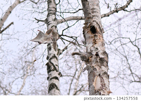 Male Siberian flying squirrels fighting over a female in a tree hole in a spring park in Hokkaido Male Siberian flying squirrels fighting over a female in a tree hole in a spring park in Hokkaido 134257558