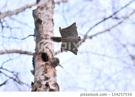 在北海道一處春季公園的樹洞裡，雄性西伯利亞飛鼠為了爭奪雌性而打架。 134257559