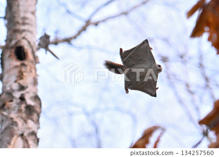 在北海道一處春季公園的樹洞裡，雄性西伯利亞飛鼠為了爭奪雌性而打架。 134257560