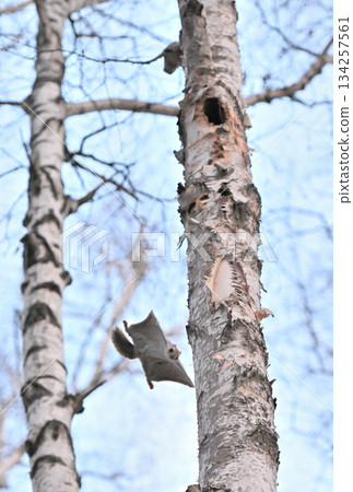 在北海道一處春季公園的樹洞裡，雄性西伯利亞飛鼠為了爭奪雌性而打架。 134257561