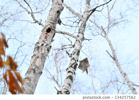 Male Siberian flying squirrels fighting over a female in a tree hole in a spring park in Hokkaido Male Siberian flying squirrels fighting over a female in a tree hole in a spring park in Hokkaido 134257562