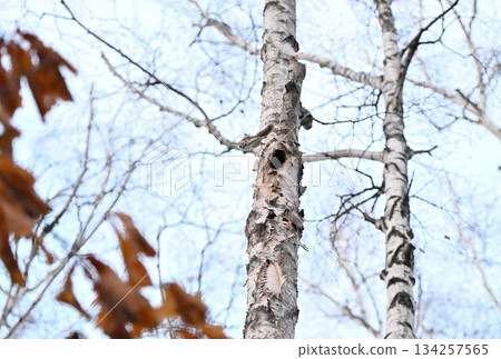 在北海道一處春季公園的樹洞裡,雄性西伯利亞飛鼠為了爭奪雌性而打架。 在北海道一處春季公園的樹洞裡,雄性西伯利亞飛鼠為了爭奪雌性而打架。 134257565