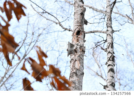 在北海道一處春季公園的樹洞裡,雄性西伯利亞飛鼠為了爭奪雌性而打架。 在北海道一處春季公園的樹洞裡,雄性西伯利亞飛鼠為了爭奪雌性而打架。 134257566