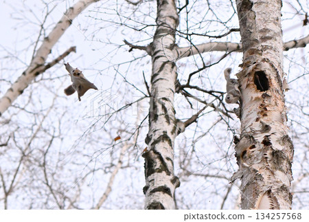 在北海道一處春季公園的樹洞裡，雄性西伯利亞飛鼠為了爭奪雌性而打架。 134257568