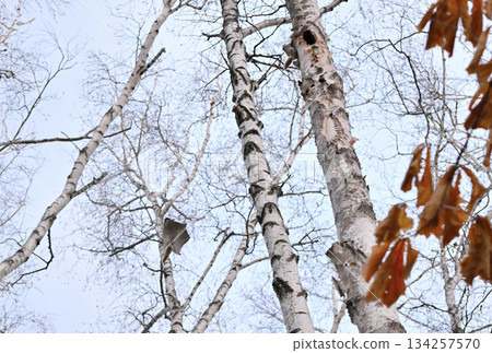 在北海道一處春季公園的樹洞裡，雄性西伯利亞飛鼠為了爭奪雌性而打架。 134257570
