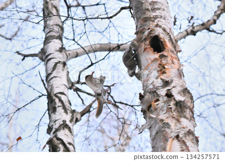 在北海道一處春季公園的樹洞裡，雄性西伯利亞飛鼠為了爭奪雌性而打架。 134257571