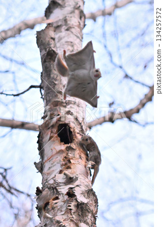 在北海道一處春季公園的樹洞裡，雄性西伯利亞飛鼠為了爭奪雌性而打架。 134257572