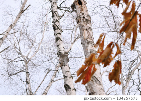 一隻西伯利亞飛鼠在北海道春季公園的樹林間滑翔 134257573