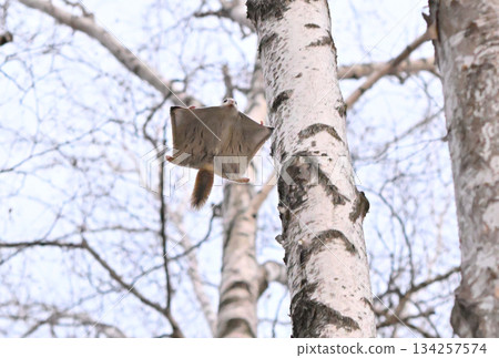 A Siberian flying squirrel gliding through the trees in a spring park in Hokkaido 134257574