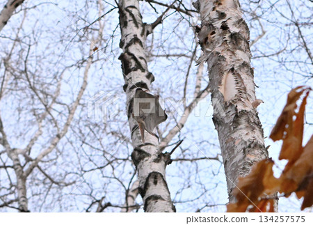 A Siberian flying squirrel gliding through the trees in a spring park in Hokkaido A Siberian flying squirrel gliding through the trees in a spring park in Hokkaido 134257575