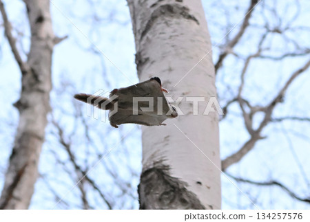 A Siberian flying squirrel gliding through the trees in a spring park in Hokkaido A Siberian flying squirrel gliding through the trees in a spring park in Hokkaido 134257576