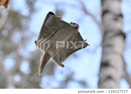 A Siberian flying squirrel gliding through the trees in a spring park in Hokkaido 134257577
