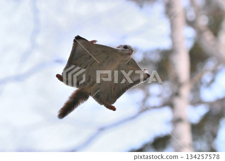 A Siberian flying squirrel gliding through the trees in a spring park in Hokkaido A Siberian flying squirrel gliding through the trees in a spring park in Hokkaido 134257578