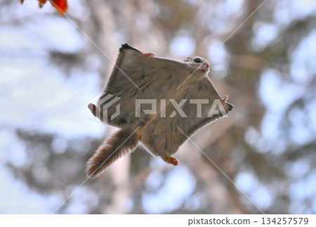 A Siberian flying squirrel gliding through the trees in a spring park in Hokkaido A Siberian flying squirrel gliding through the trees in a spring park in Hokkaido 134257579