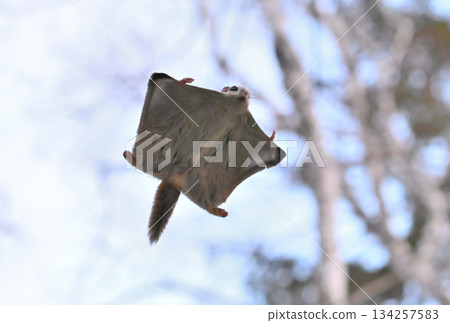 一隻西伯利亞飛鼠在北海道春季公園的樹林間滑翔 134257583