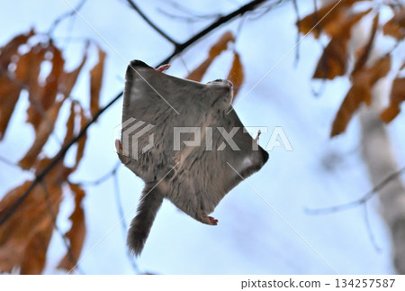 A Siberian flying squirrel gliding through the trees in a spring park in Hokkaido A Siberian flying squirrel gliding through the trees in a spring park in Hokkaido 134257587