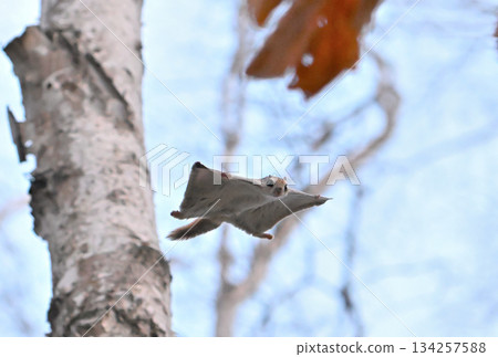 A Siberian flying squirrel gliding through the trees in a spring park in Hokkaido A Siberian flying squirrel gliding through the trees in a spring park in Hokkaido 134257588