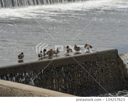 A flock of ducks gathering at a river dam 134257623