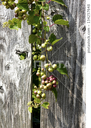 Wild grapes (horse grapes) entangled in an old fence in the garden Wild grapes (horse grapes) entangled in an old fence in the garden 134257648