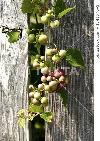 Wild grapes (horse grapes) entangled in an old fence in the garden Wild grapes (horse grapes) entangled in an old fence in the garden 134257649