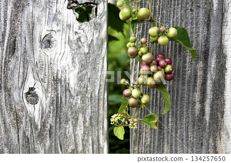Wild grapes (horse grapes) entangled in an old fence in the garden 134257650