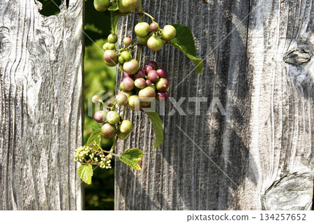 Wild grapes (horse grapes) entangled in an old fence in the garden Wild grapes (horse grapes) entangled in an old fence in the garden 134257652