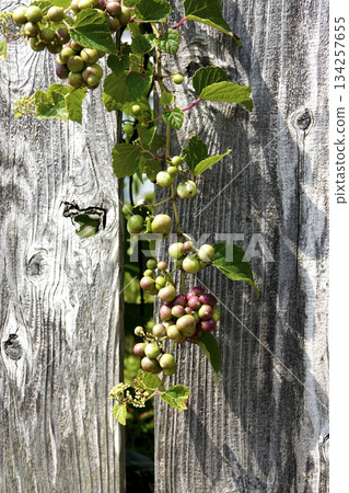 Wild grapes (horse grapes) entangled in an old fence in the garden Wild grapes (horse grapes) entangled in an old fence in the garden 134257655