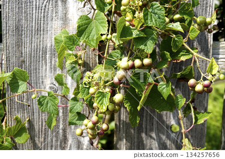 Wild grapes (horse grapes) entangled in an old fence in the garden Wild grapes (horse grapes) entangled in an old fence in the garden 134257656