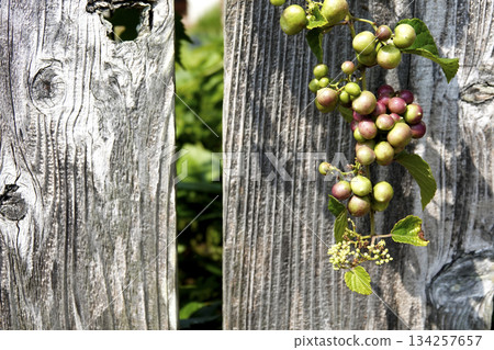 花園裡,野葡萄(馬葡萄)纏繞在舊籬笆上。 花園裡,野葡萄(馬葡萄)纏繞在舊籬笆上。 134257657