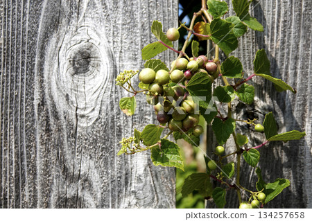 花園裡，野葡萄（馬葡萄）纏繞在舊籬笆上。 134257658