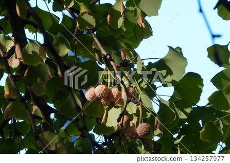 Ginkgo nuts, October 2025 Ginkgo nuts, October 2025 134257977