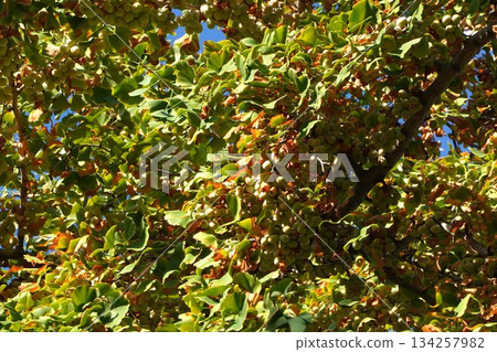 Ginkgo nuts, October 2025 Ginkgo nuts, October 2025 134257982