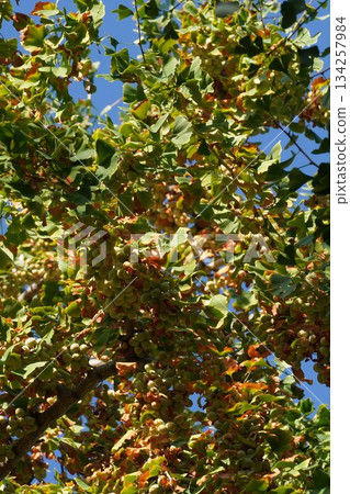 Ginkgo nuts, October 2025 134257984