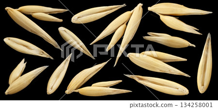 Oat seeds isolated on black background, falling oat grains collection, macro, full depth of field Oat seeds isolated on black background, falling oat grains collection, macro, full depth of field 134258001