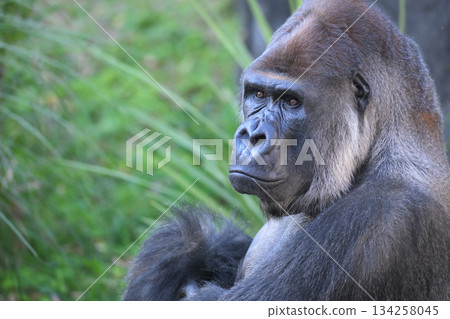 A gorilla gazes at the suddenly appearing, lively crowd 134258045