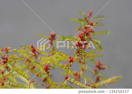 2025年10月，帶有紅色漿果的葉下珠 134258157