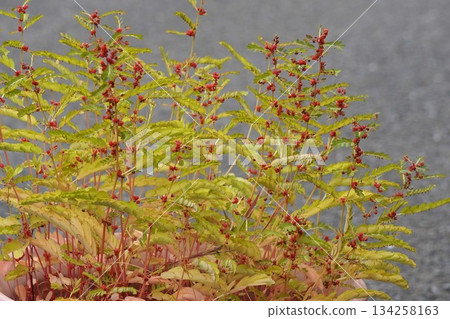 Phyllanthus with red berries, October 2025 Phyllanthus with red berries, October 2025 134258163