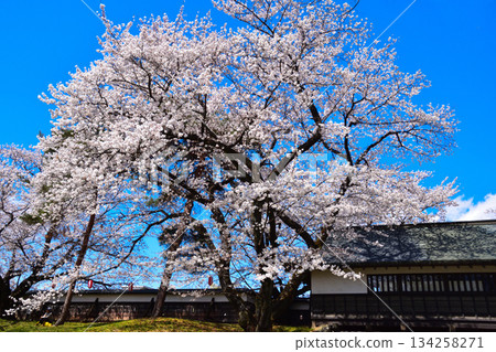 Spring Cherry Blossoms Suwa Takashima Castle Crowned Gate Spring Cherry Blossoms Suwa Takashima Castle Crowned Gate 134258271