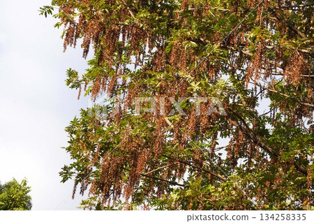 Ripe Chinese walnut fruit, October 2025 Ripe Chinese walnut fruit, October 2025 134258335